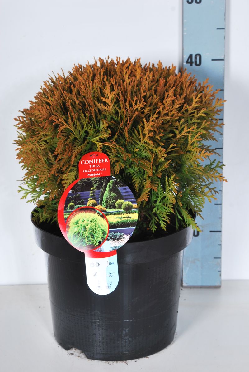 Thuja occidentalis &