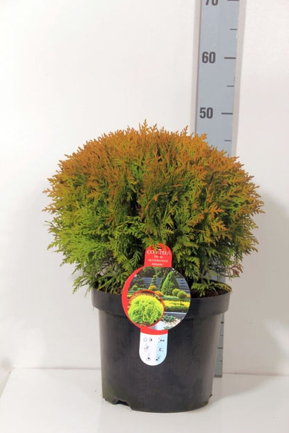 Thuja occidentalis &