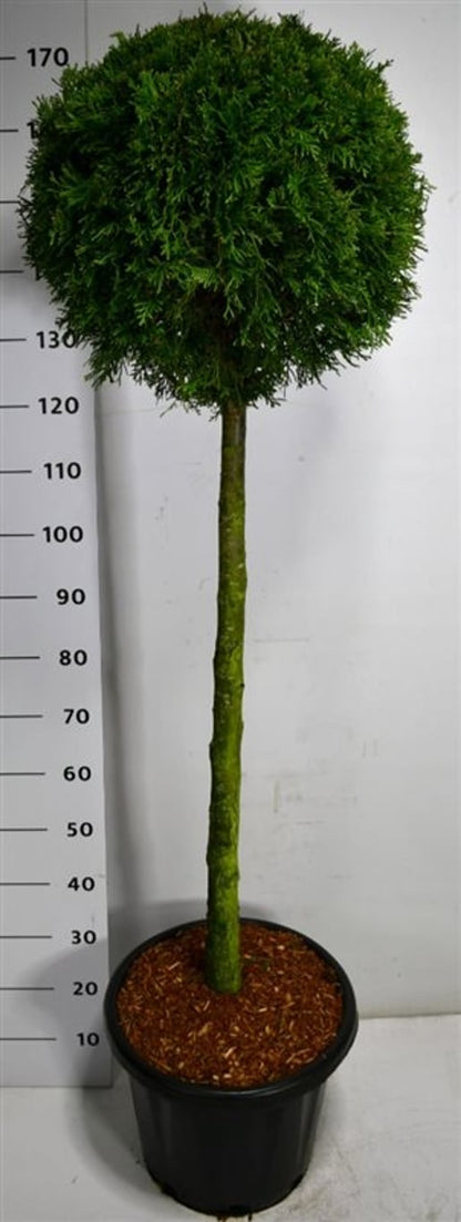 Thuja occidentalis &