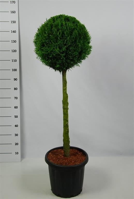 Thuja occidentalis &
