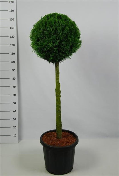 Thuja occidentalis &