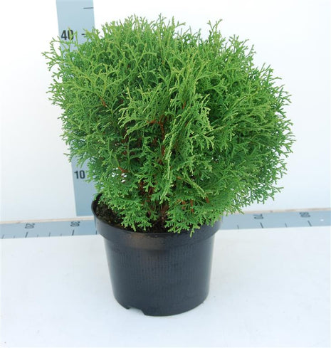 Thuja occ. 'Tiny Tim'