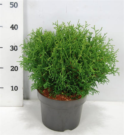 Thuja occidentalis &
