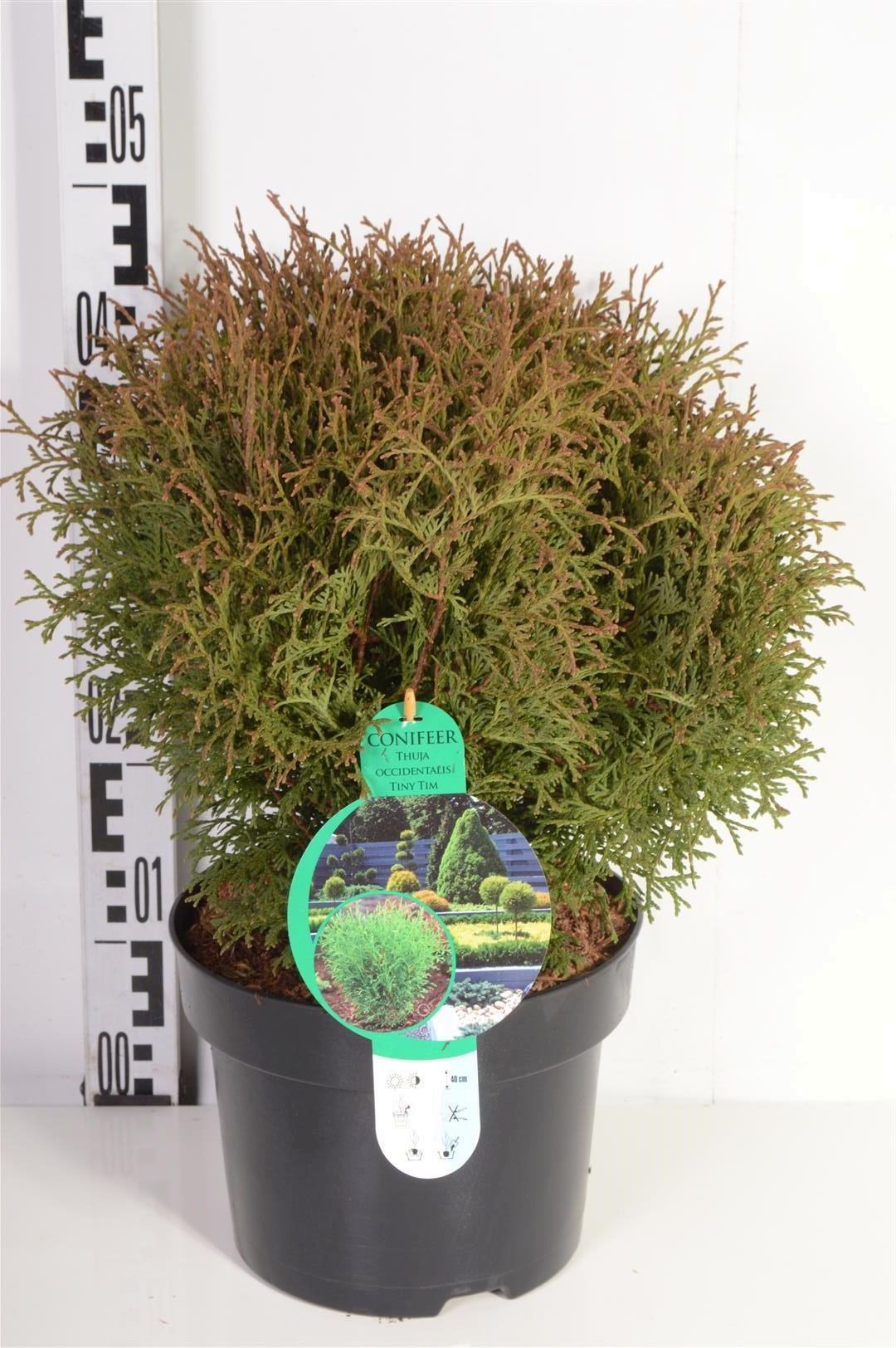 Thuja occidentalis &