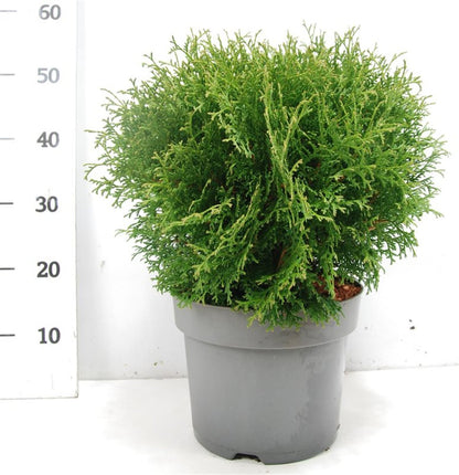 Thuja occidentalis &