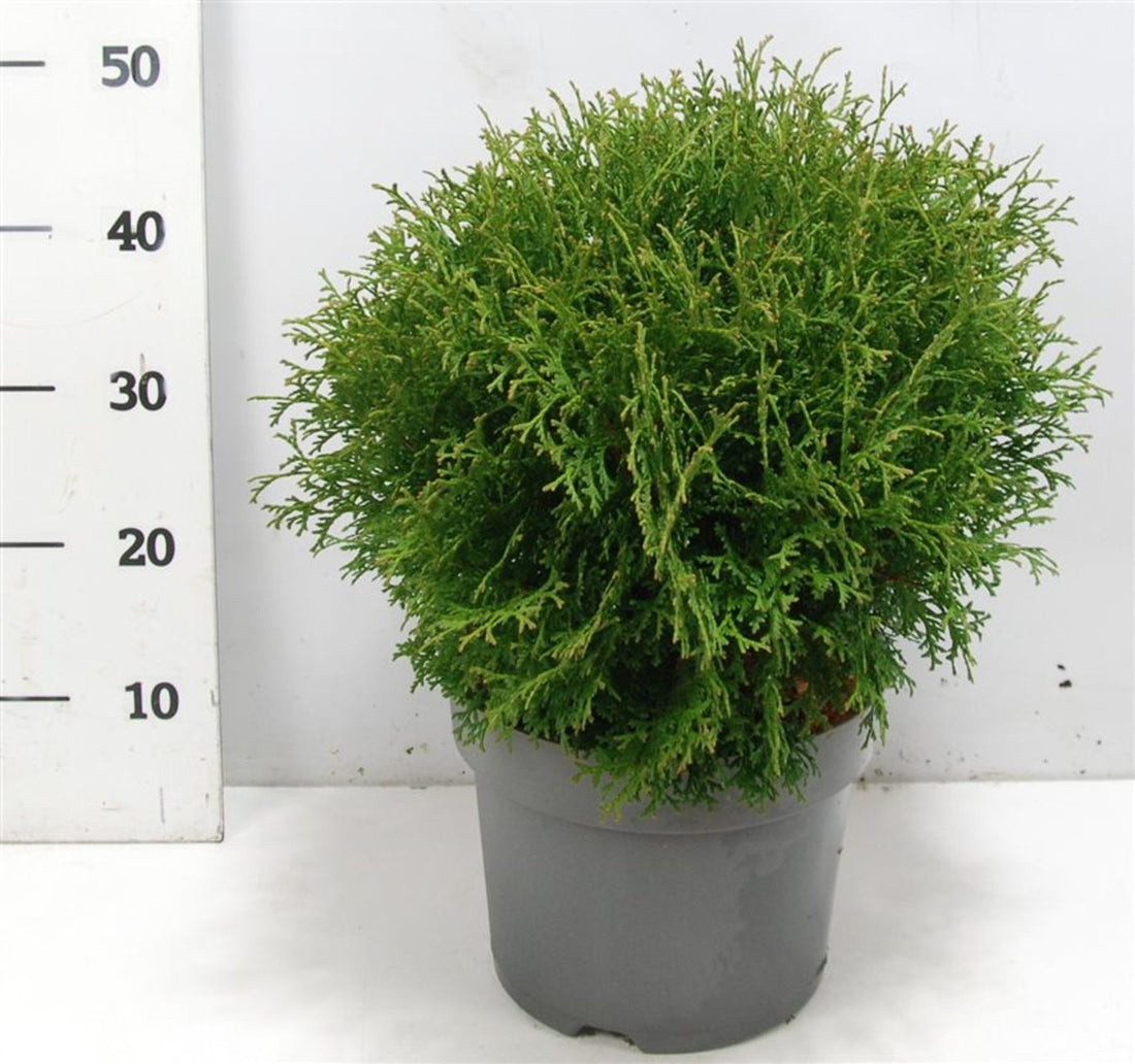Thuja occidentalis &