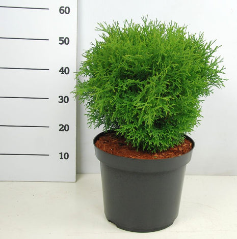 Thuja occ. 'Tiny Tim'