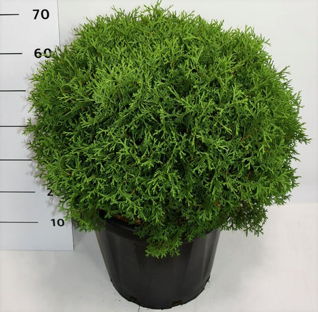 Thuja occ. 'Tiny Tim'