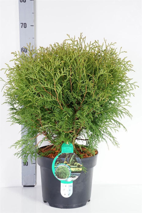 Thuja occ. 'Woodwardii'