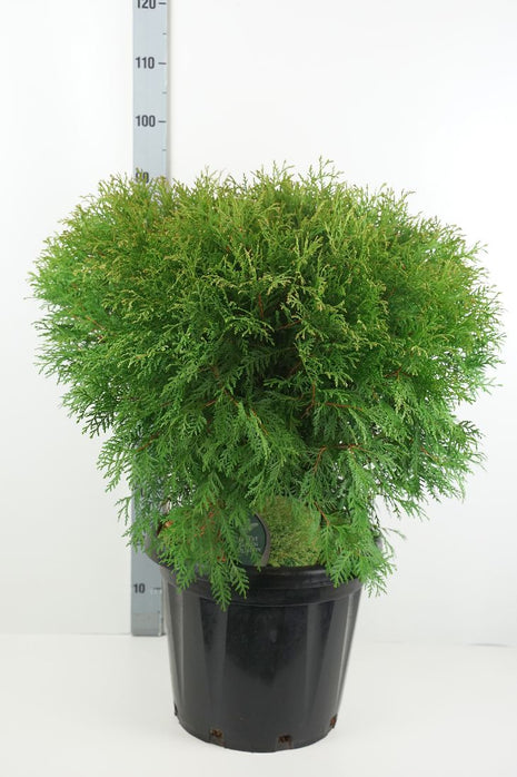 Thuja occ. 'Woodwardii'