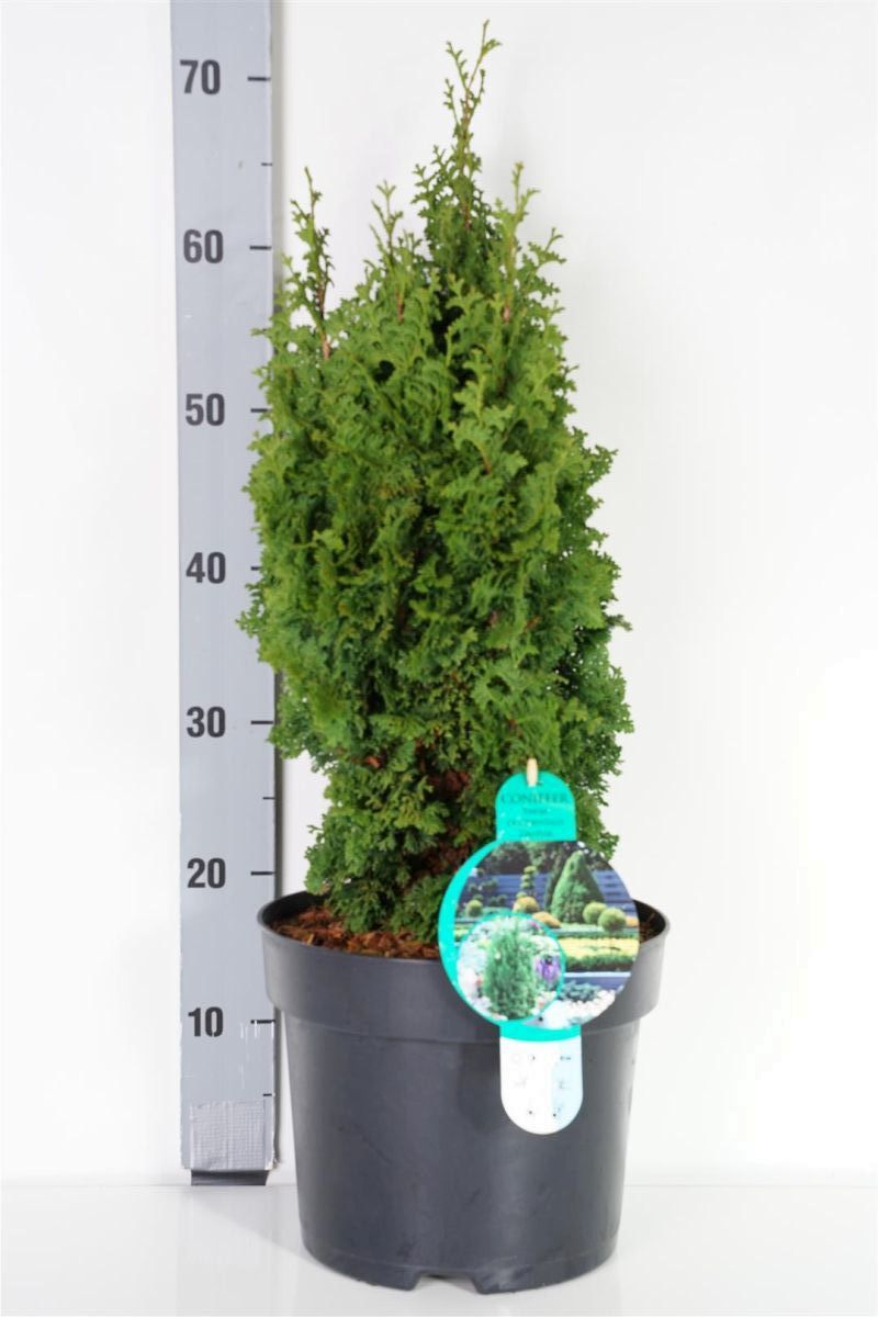 Thuja occidentalis &
