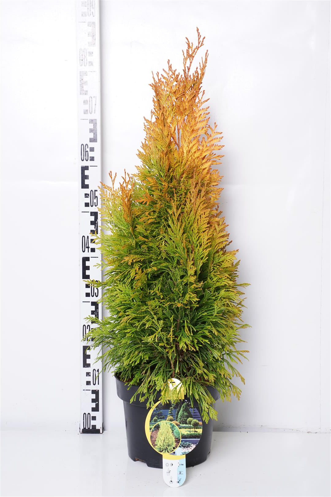 Thuja pl. &