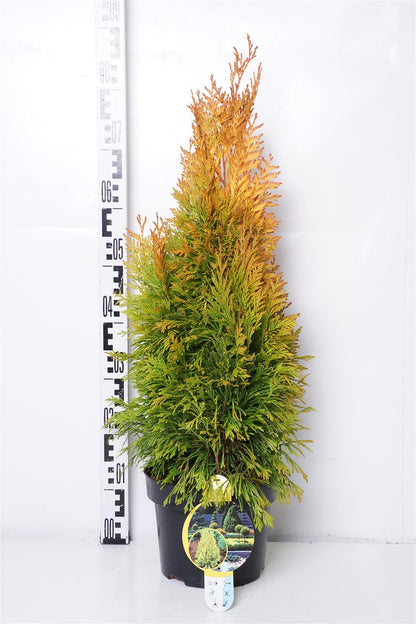 Thuja plicata &