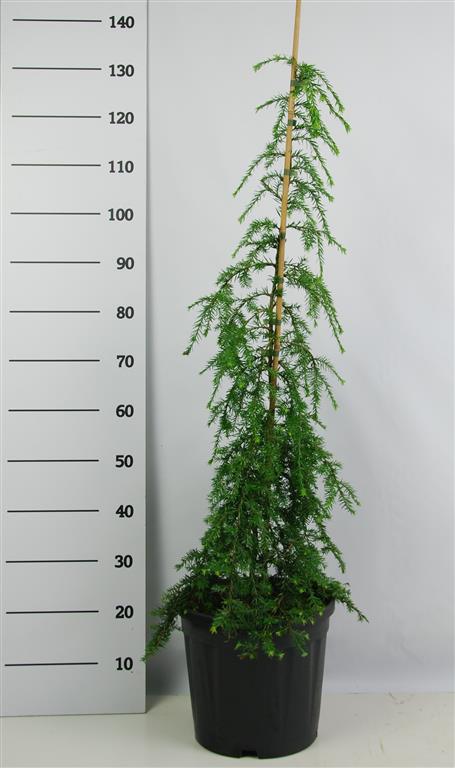 Tsuga can. 'Pendula'