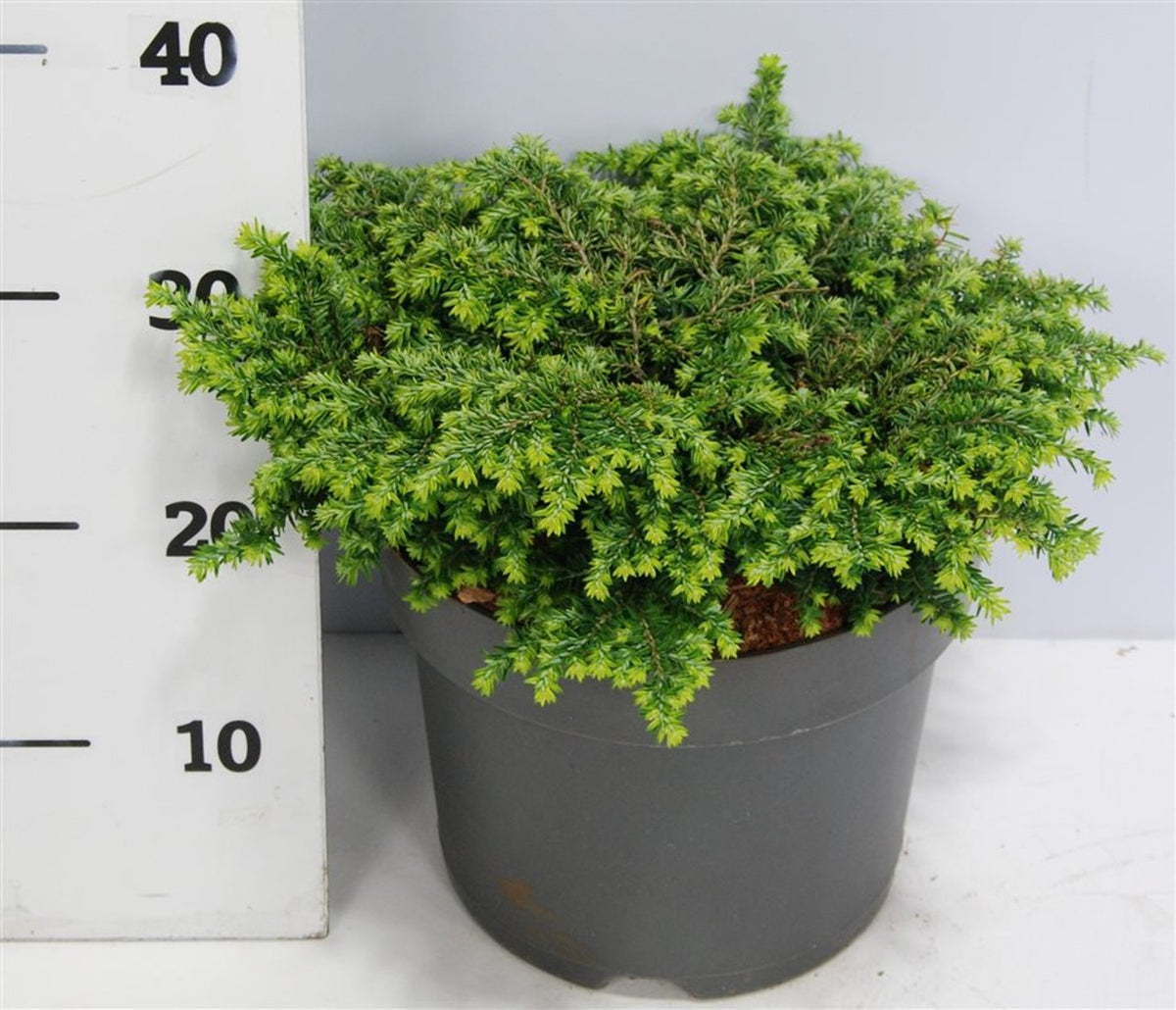Tsuga canadensis &
