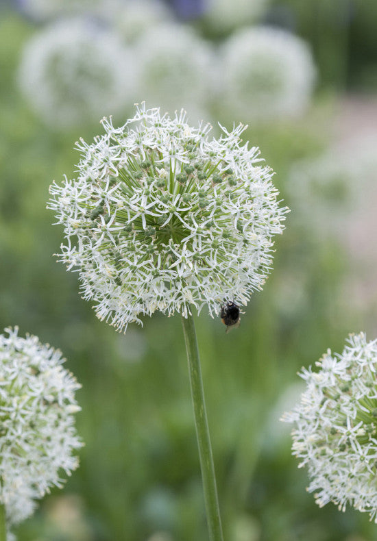 Allium &