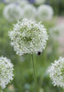 Allium &
