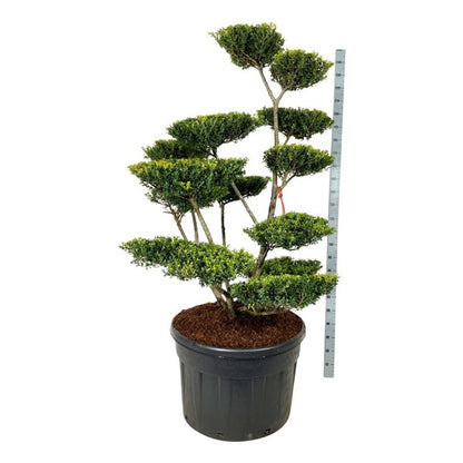 Ilex crenata &