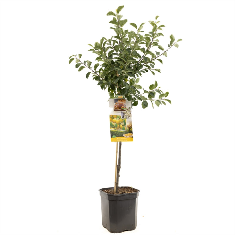 Prunus domestica &