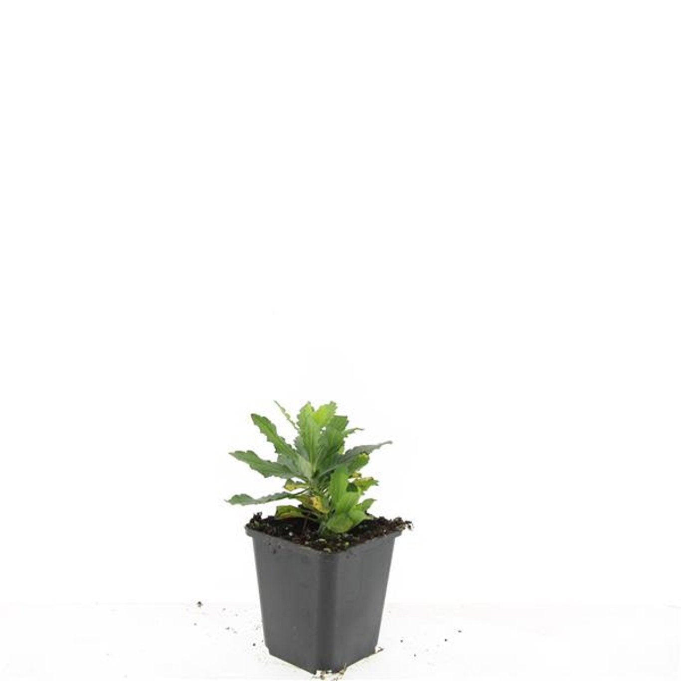 Aster ageratoides &