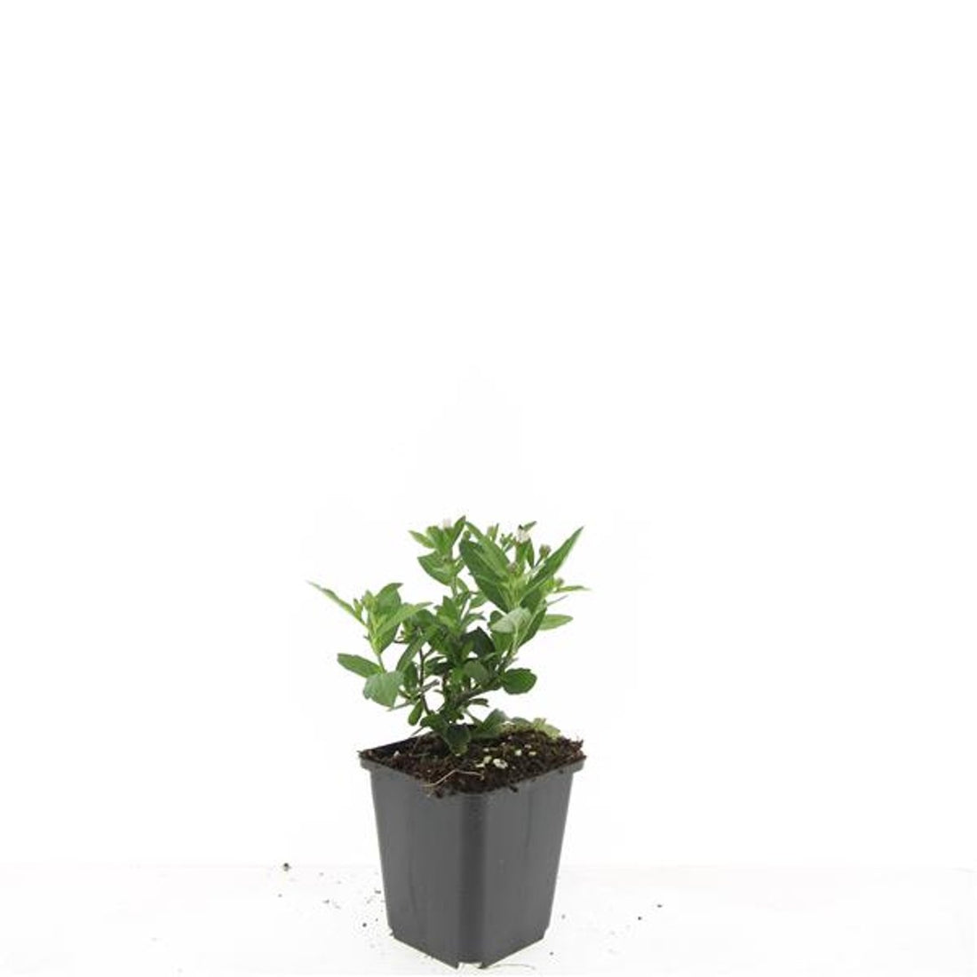 Aster ageratoides &