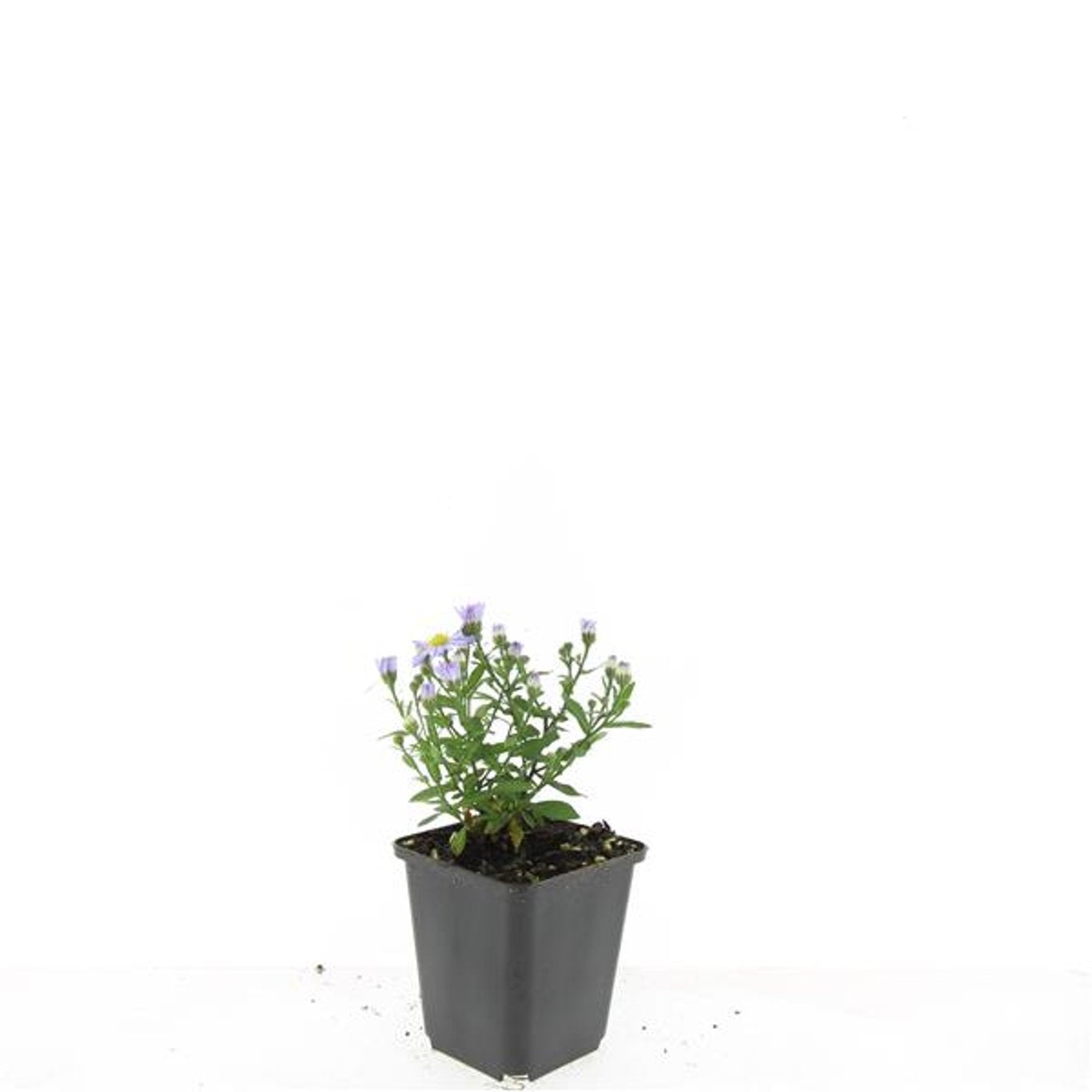 Aster (D) &