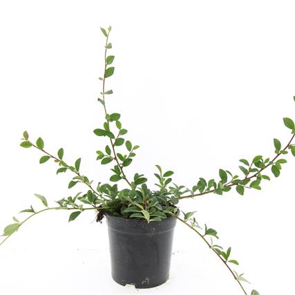 Cotoneaster dammeri 9 cm kruka 20-25 cm