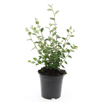 Cotoneaster franchetii C2 (2 liters kruka) 60-80 cm