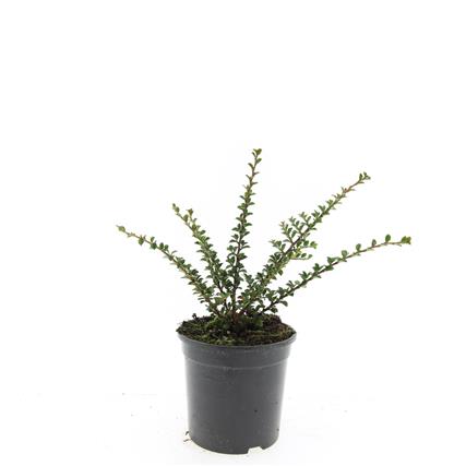 Cotoneaster horizontalis 40-60 cm C5 (5 liters kruka)