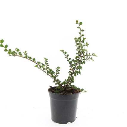 Cotoneaster nanshan &