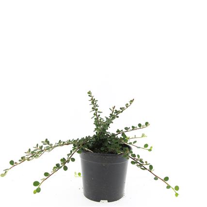 Cotoneaster pr. &