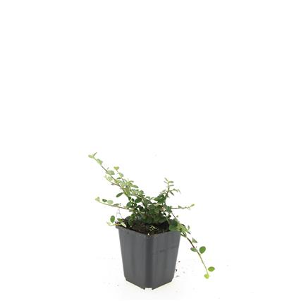 Cotoneaster pr. &