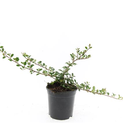 Cotoneaster rad. &
