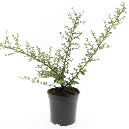 Cotoneaster suec. &
