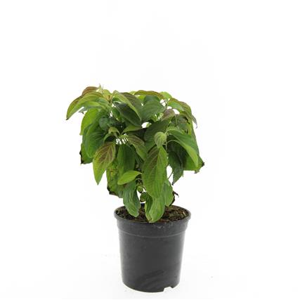 Cornus seri. &