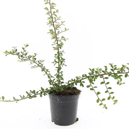 Cotoneaster suec. &