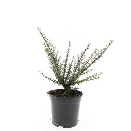 Cotoneaster microphyllus C2 (2 liters kruka) 25-30 cm