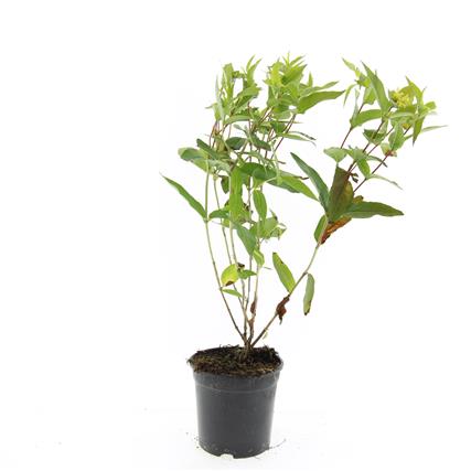 Getved lonicera &