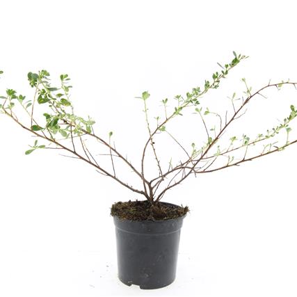 Escallonia &