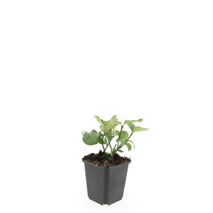 Euonymus fort. &