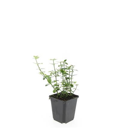 Euonymus fort. radicans 20-30 cm, C2 (2 liters kruka) / 17 cm kruka