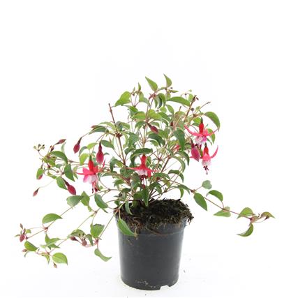 Fuchsia &