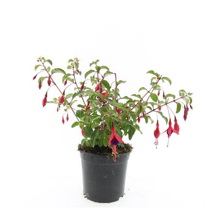Fuchsia &
