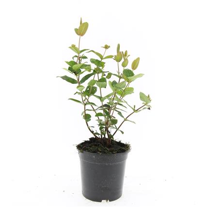 Hypericum androsaemum C2 (2 liters kruka) / 17 cm kruka 30-40 cm