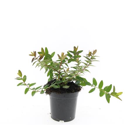 Hypericum dum. &
