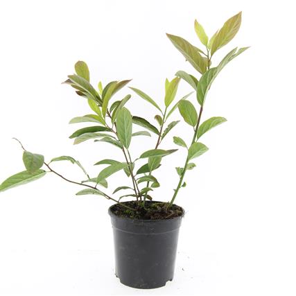 Häggspirea virg. &