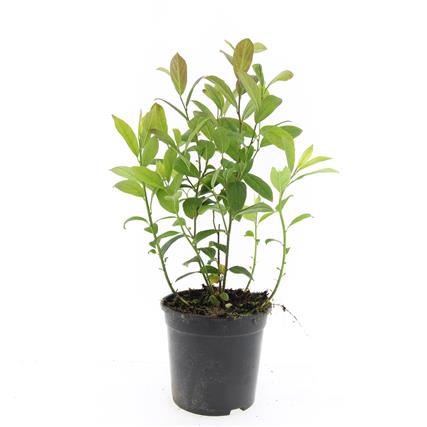 Häggspirea virginica - C1,5/P15