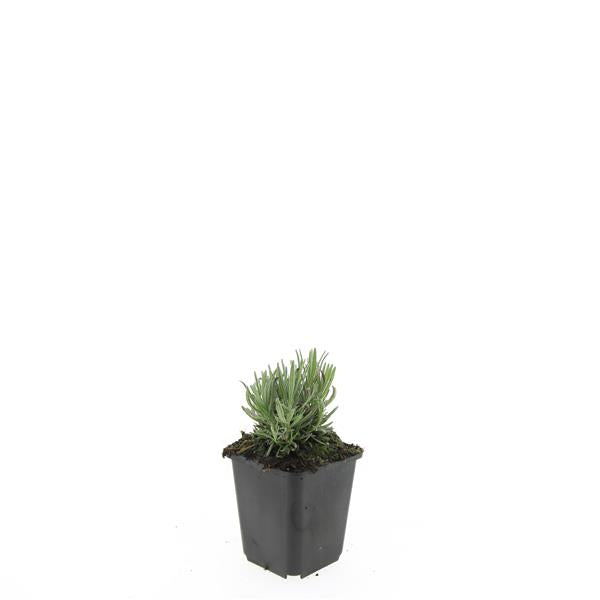 Lavandula angustifolia &