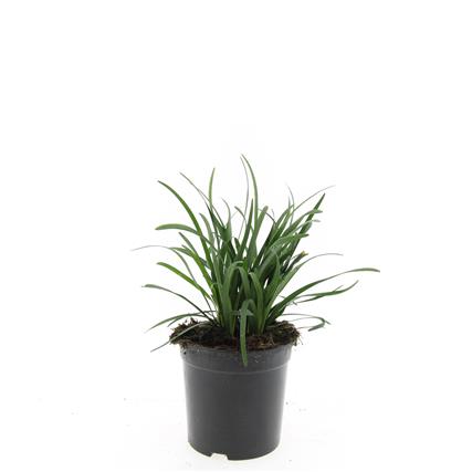 Liriope muscari &