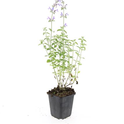 Nepeta 'Walker's Low'